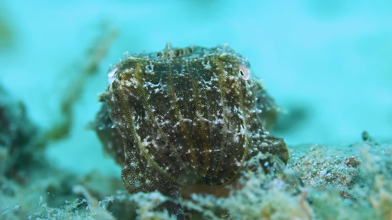 색이 변하고 수중을 돌아다니는 갑오징어