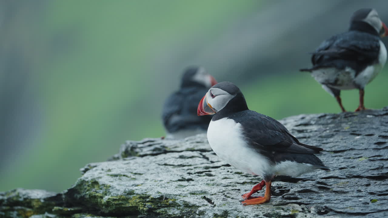 Puffin flapping wings on cliffside rock, foggy Skellig Michael, telephoto close up