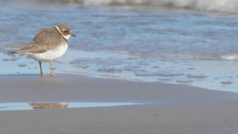 two small common ringed plover searching for food near the beach with waves splashing the shore during a sunny day - close up shot