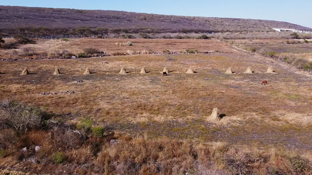 vista aérea caballos y agricultores en el cultivo de maíz guanajuato méxico