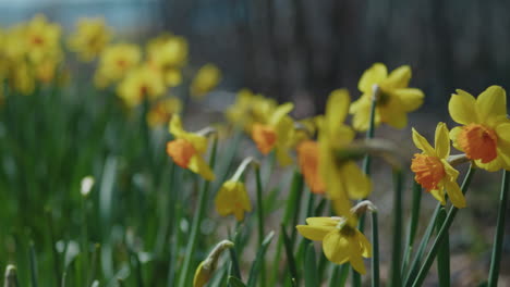 pan thru a patch of orange daffodils to reveal a trail that leads to the ocean