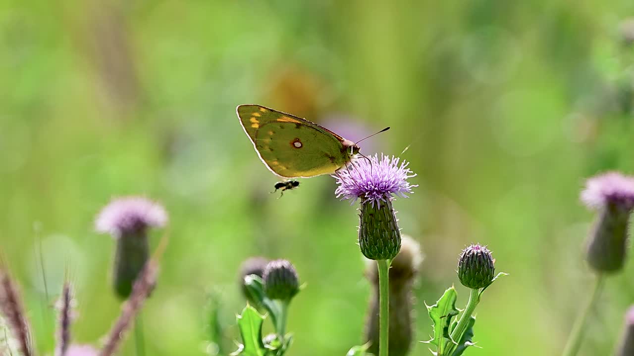 Movimento naturale catturato mentre una farfalla si muove attraverso un habitat fiorito.