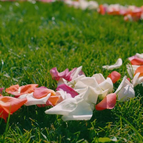 Rose-petals-lie-on-green-grass