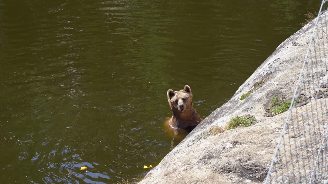 Orso bruno curioso che nuota in uno stagno e guarda verso la telecamera e una recinzione metallica - Orso in cattività all'interno di uno zoo - Statico