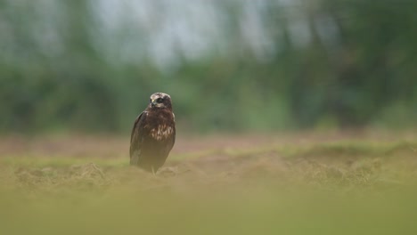 Aguilucho-Lagunero-Euroasiático-En-El-Suelo-Bajo-La-Lluvia