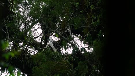 The Philippine Eagle also known as the Monkey-eating Eagle is critically endangered and can live for sixty years feeding on Monkeys, Flying Lemurs, and small mammals as an opportunist Bird of Prey
