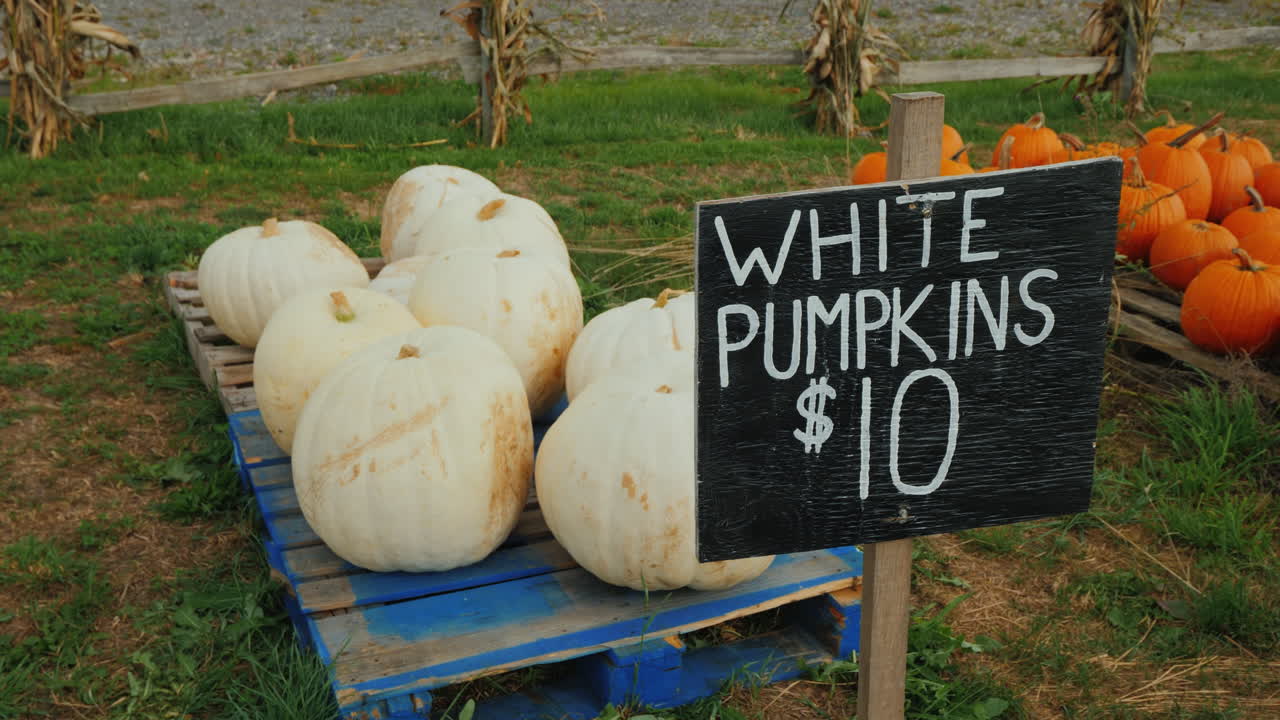 작은 농업 박람회에서 흰색 호박 무역 카운터