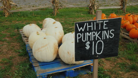 counter with white pumpkins trade at a small agricultural fair