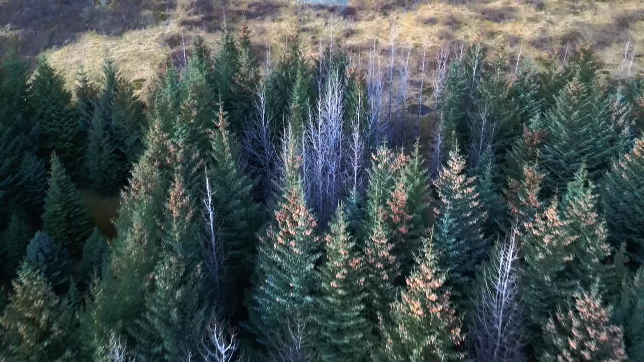 Winter forest in iceland under a mountain