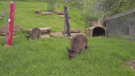 Kangaroo-Mob-Feeding-On-Green-Grass-On-A-Cloudy-Day-Close-Up