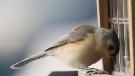 tufted titmouse eating from a bird feeder in pennsylvania, u