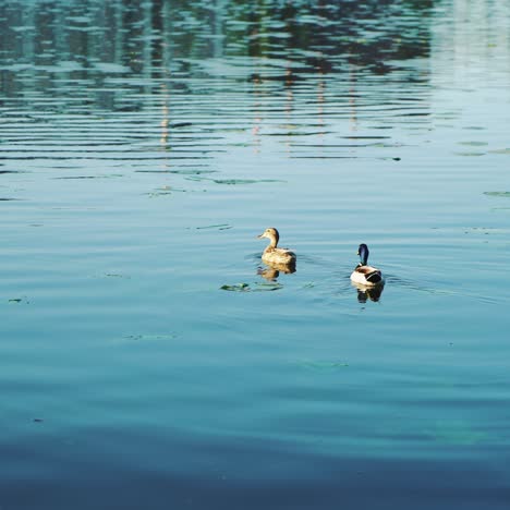 two wild ducks are floating on the river in the autumn. close-up