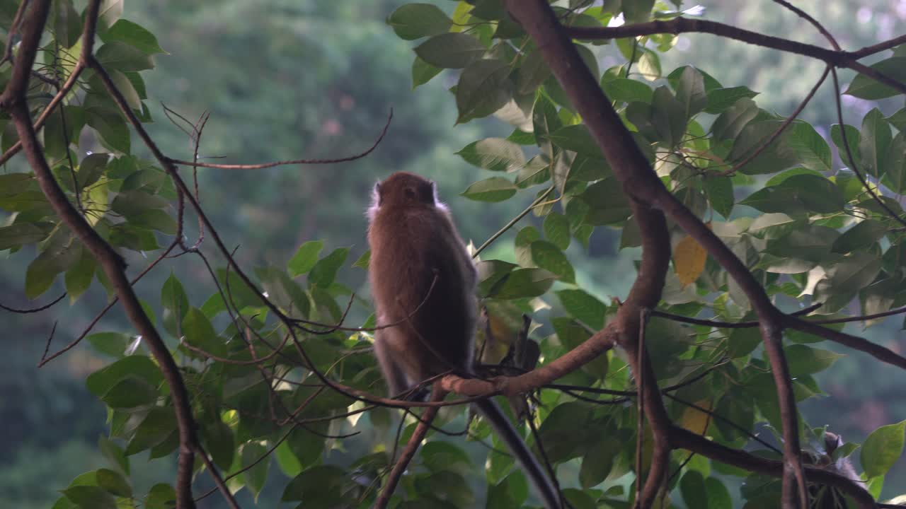 macaco de cola larga arrancando y comiendo hojas en los árboles en el embalse de macritchie, singapur