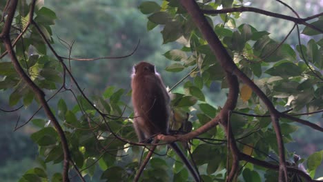 Langschwanzmakaken-Pflücken-Und-Fressen-Blätter-An-Den-Bäumen-Im-Macritchie-Stausee,-Singapur