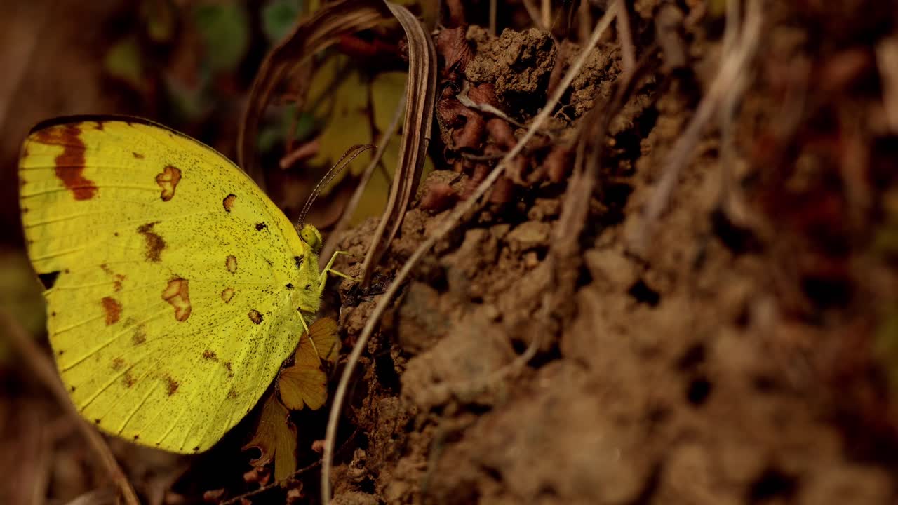 Un video ravvicinato in tempo reale di fauna selvatica che mostra una farfalla comune giallo-erba (Eurema hecabe) che riposa e prende il sole a terra durante una tranquilla giornata invernale nell'Himachal Pradesh, India