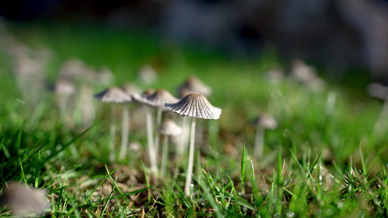 이른 아침에 먹물버섯