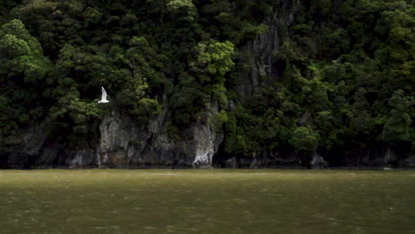 Toma-En-Cámara-Lenta-De-Una-Gaviota-Volando-Sobre-El-Agua-En-Un-Fiordo---Milford-Sound,-Nueva-Zelanda