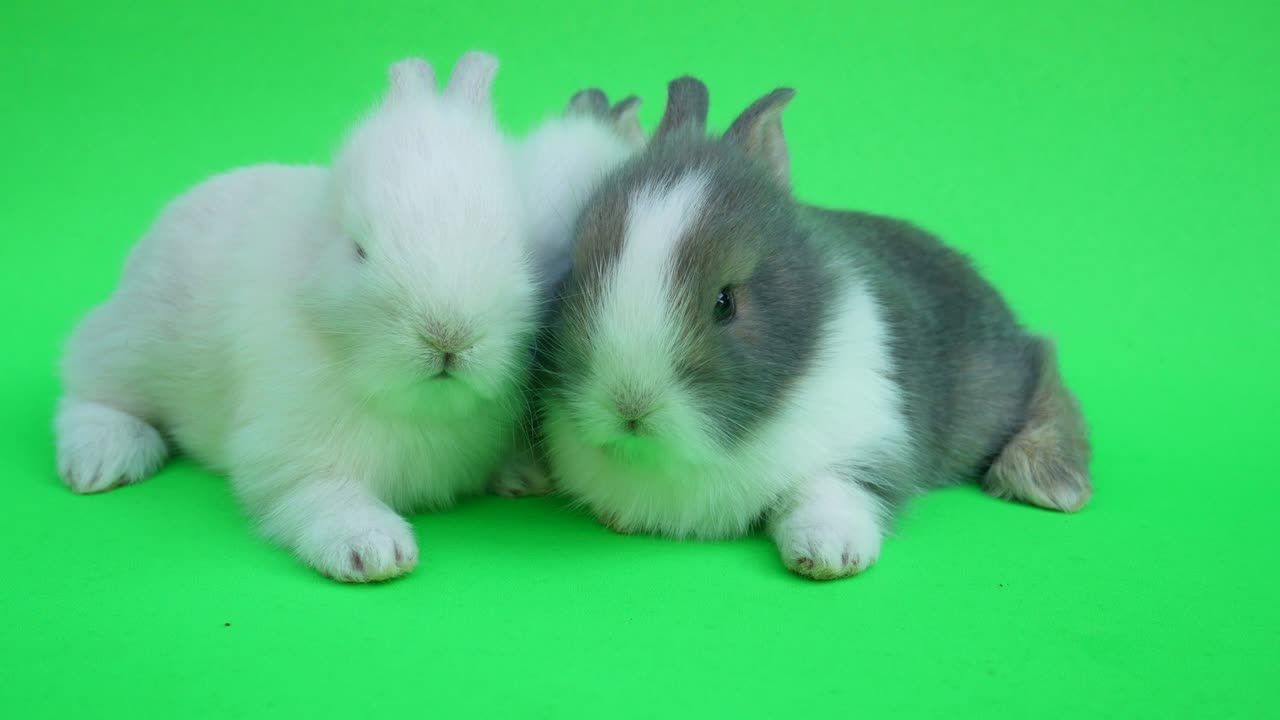 Two baby cute rabbit or new born adorable bunny on green  background.Rabbit on green screen.