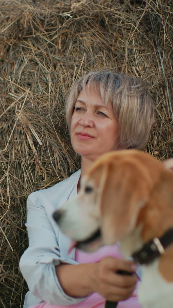 시골의 주인과 함께 비글 개의 클로즈업. 여자가 멀리로 바라보고있는 동안 부드럽게 개를 뒤로 문지르고, 배경에 풀, 부드러운 빛으로 평화로운 시골 환경