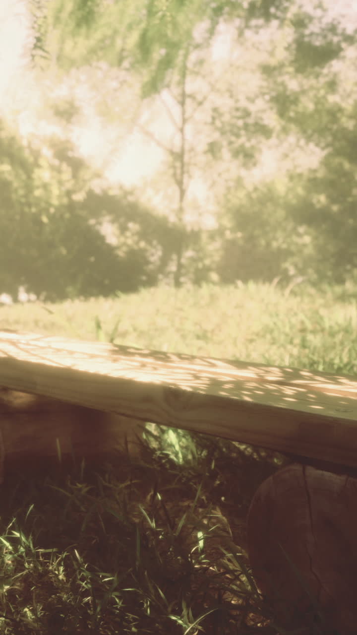 Relaxing afternoon light illuminating a wooden bench in a lush garden