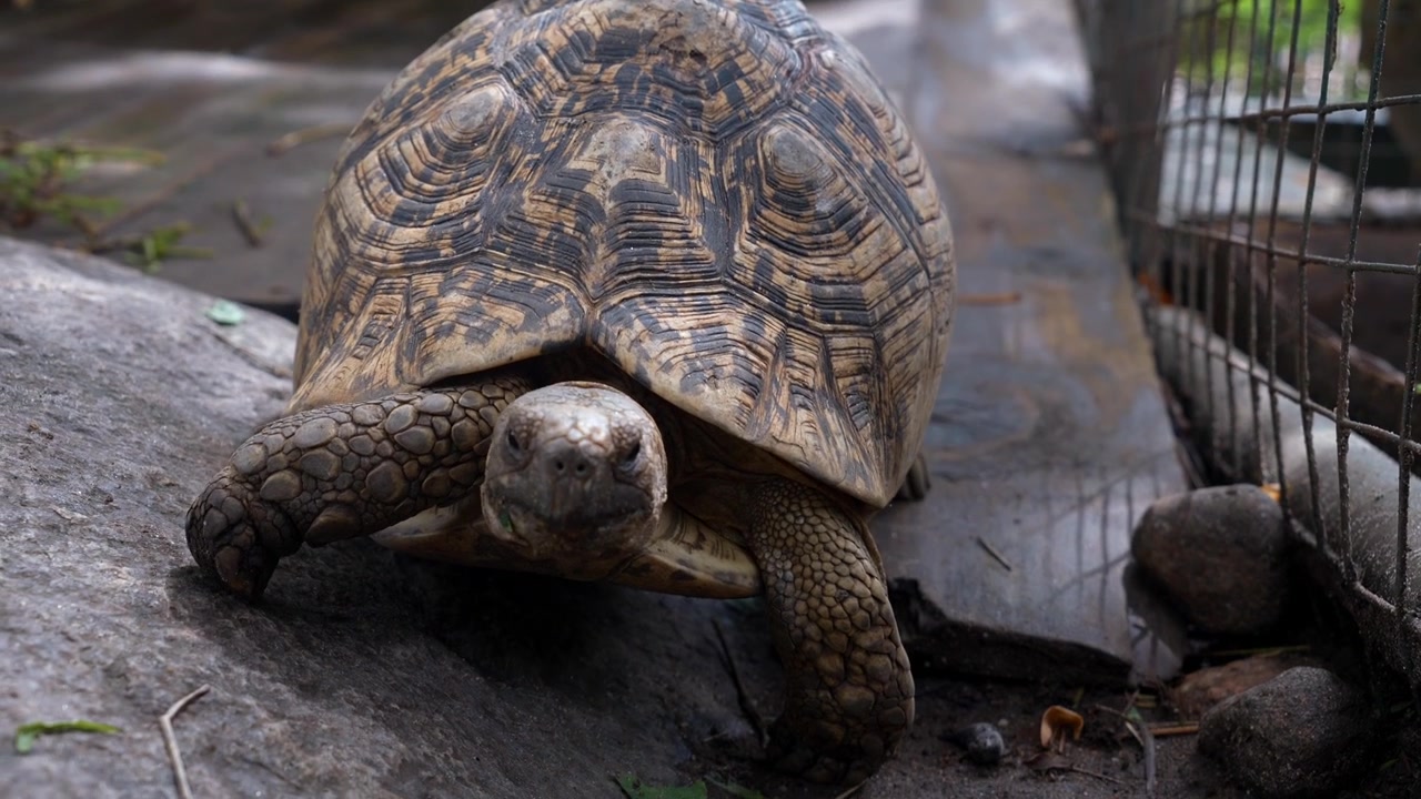 Tortoise in a nature park in Morogoro showcasing wildlife conservation, biodiversity, and the beauty of the natural environment.