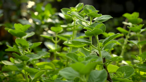 Eine-Nahaufnahme-Von-Mexikanischen-Minzpflanzen,-Die-Bei-Tageslicht-Im-Garten-Wachsen,-Nahaufnahme-Des-Krauts-Ajwain