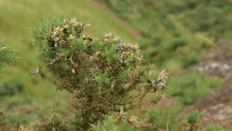 arbusto de ulex europaues en el paisaje escocés cerca de edimburgo