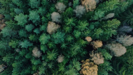 Aerial-bird's-eye-view-of-green-forest-with-colorful-leaves-in-autumn