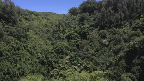 Dschungelflug-Durch-üppige,-Dichte-Grüne-Waldbäume-In-Hawaii