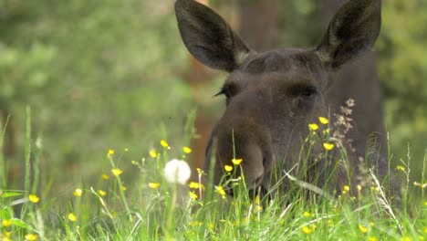 close up of cow moose laying on a grass field in northern sweden, warm summer day