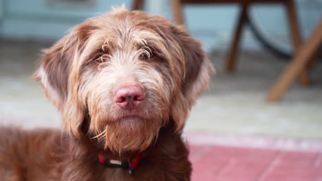 aussiedoodle dog puppy looking straight into the camera