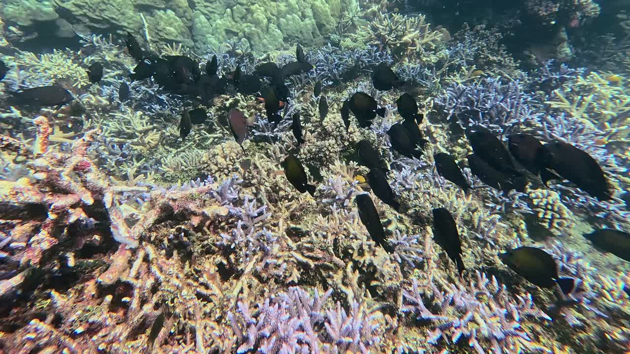 Stimer av brun tangkirurgfisk (zebrasoma scopas) og mørk jomfrufisk (stegastes adustus) svømmer fremover over tett Acropora dendrum og Acropora cervicornis. Dauin, Filippinene