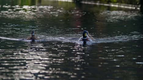 Group-of-ducks-swim-up-a-canal-together