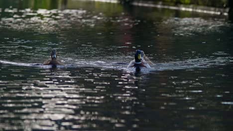 grupo de patos nadan juntos por un canal