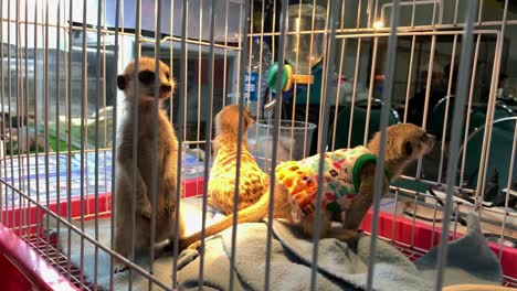 three meerkats with clothes standing inside the pet cage and looking around at the pet expo thailand 2020 in bangkok