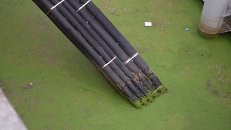 bundle of black pipes in a green algae-covered water tank