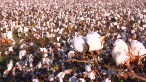 slow pan of cotton growing in a field in the mississippi river delta region 2