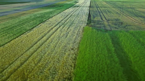 paisaje rural agricultura agricultura. hermosa vista campo de cosecha verde