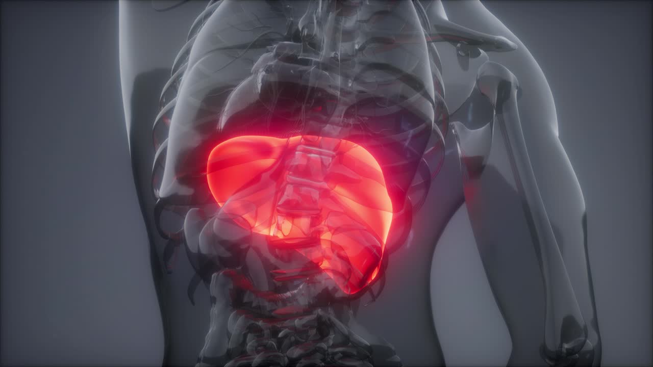 Human Liver Radiology Exam