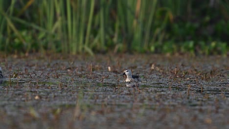 a male cotton pygmy goose, nettapus coromandelianus cleaning feathers