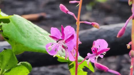 Ants-On-Fireweed-Flower-In-Bloom-In-The-Forest