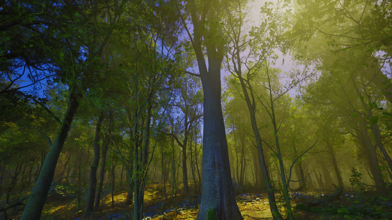 Majestic trees bask in golden sunlight within a tranquil forest setting