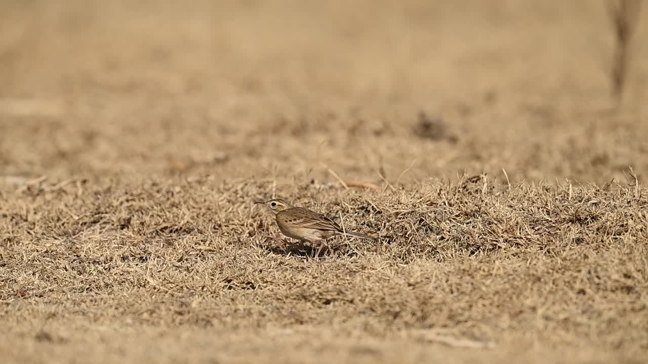 Open grassland environment frames long billed pipit moving steadily through dry vegetation