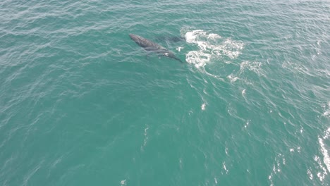 Ballena-Jorobada-Escupiendo-Agua-Mientras-Nada-En-El-Océano-Azul