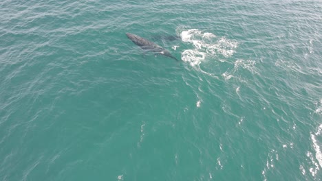 ballena jorobada arrojando agua mientras nada en el océano azul