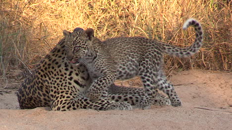 Adorable-interaction-between-a-female-leopard-and-her-cubs-as-a-cub-nuzzles-and-cuddles-with-its-mother