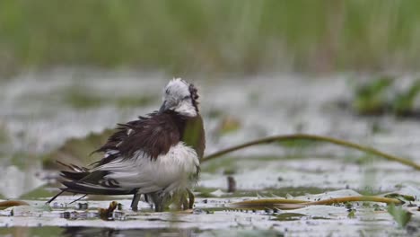 Jacana-De-Cola-De-Faisán-Salvando-A-Sus-Polluelos-De-La-Lluvia