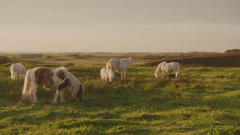 ponies grazing peacefully on a lush green field under a clear sky during sunset