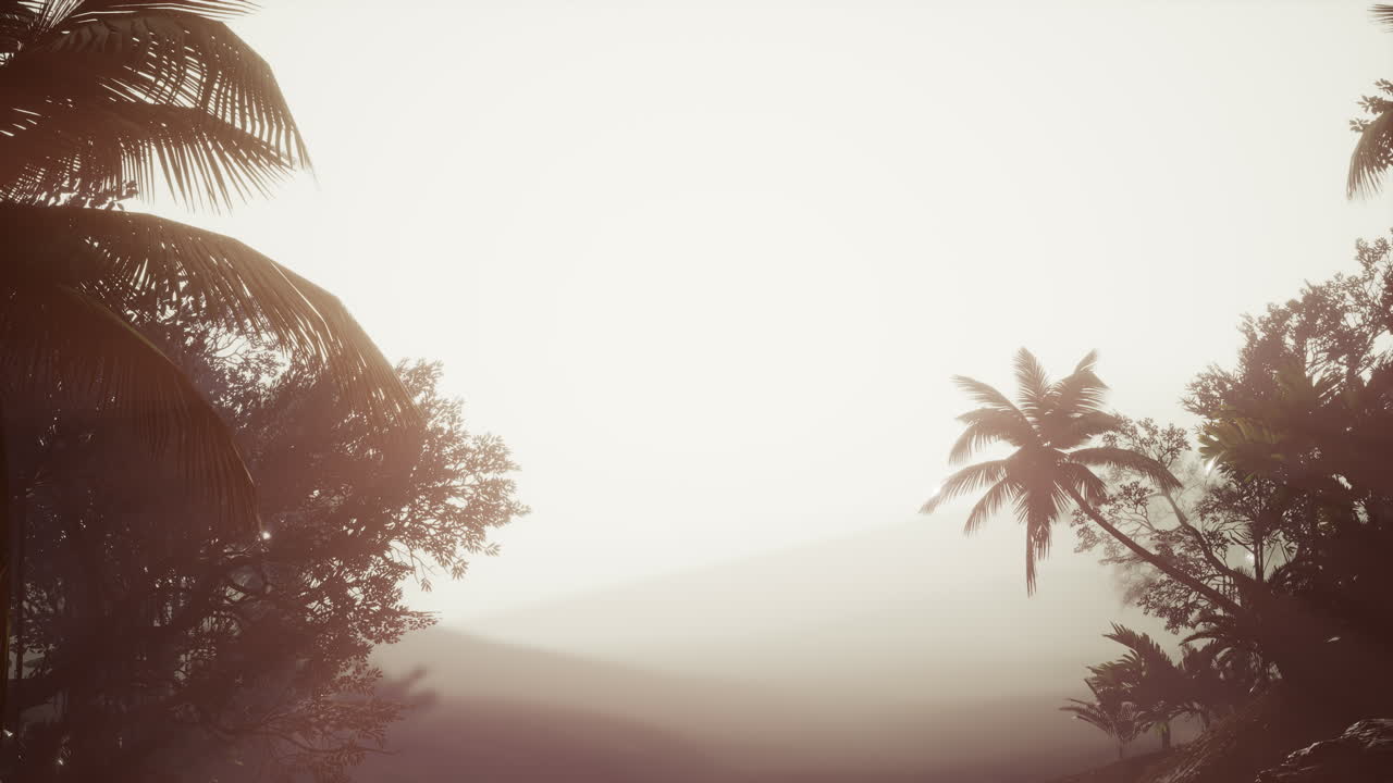 안개 속 에 있는 열대 palm 열대 열대 우림