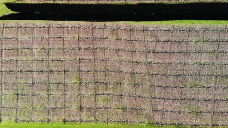 Top-down-aerial-of-empty-and-pruned-kiwi-fruit-orchard-on-sunny-day,-New-Zealand